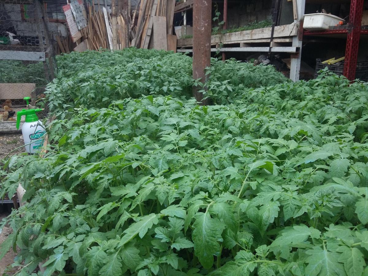 Rasaduri de rosii diverse