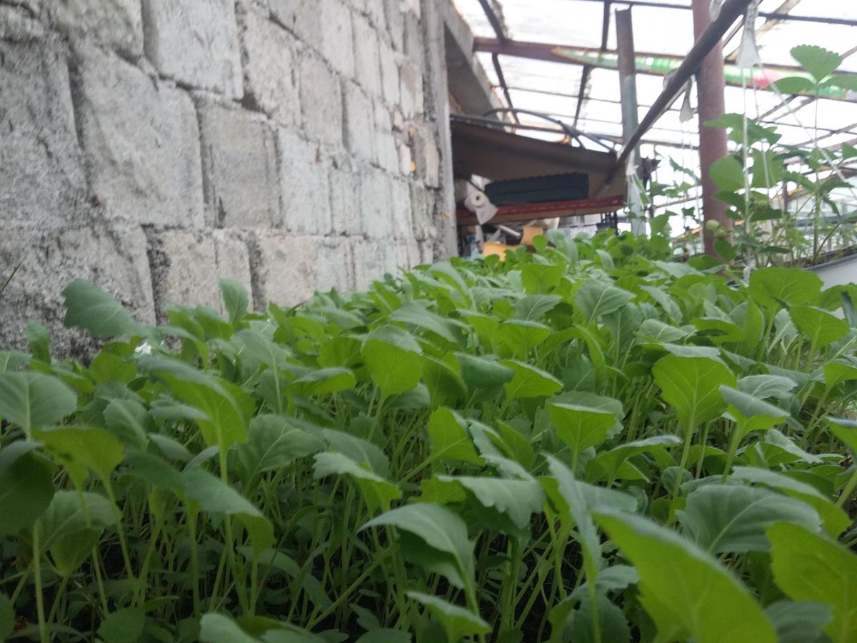 Rasaduri de Varza Vara/Toamna