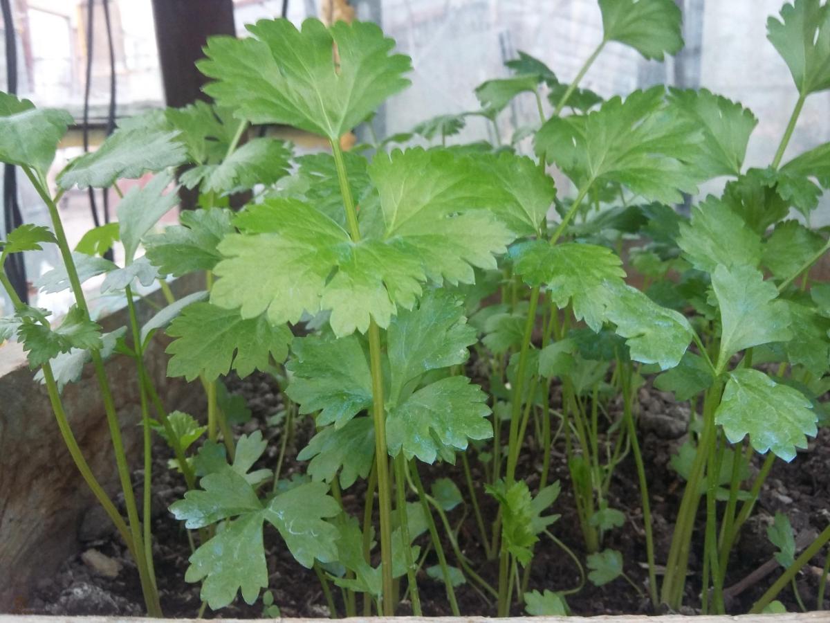 Rasaduri de Telina Radacina