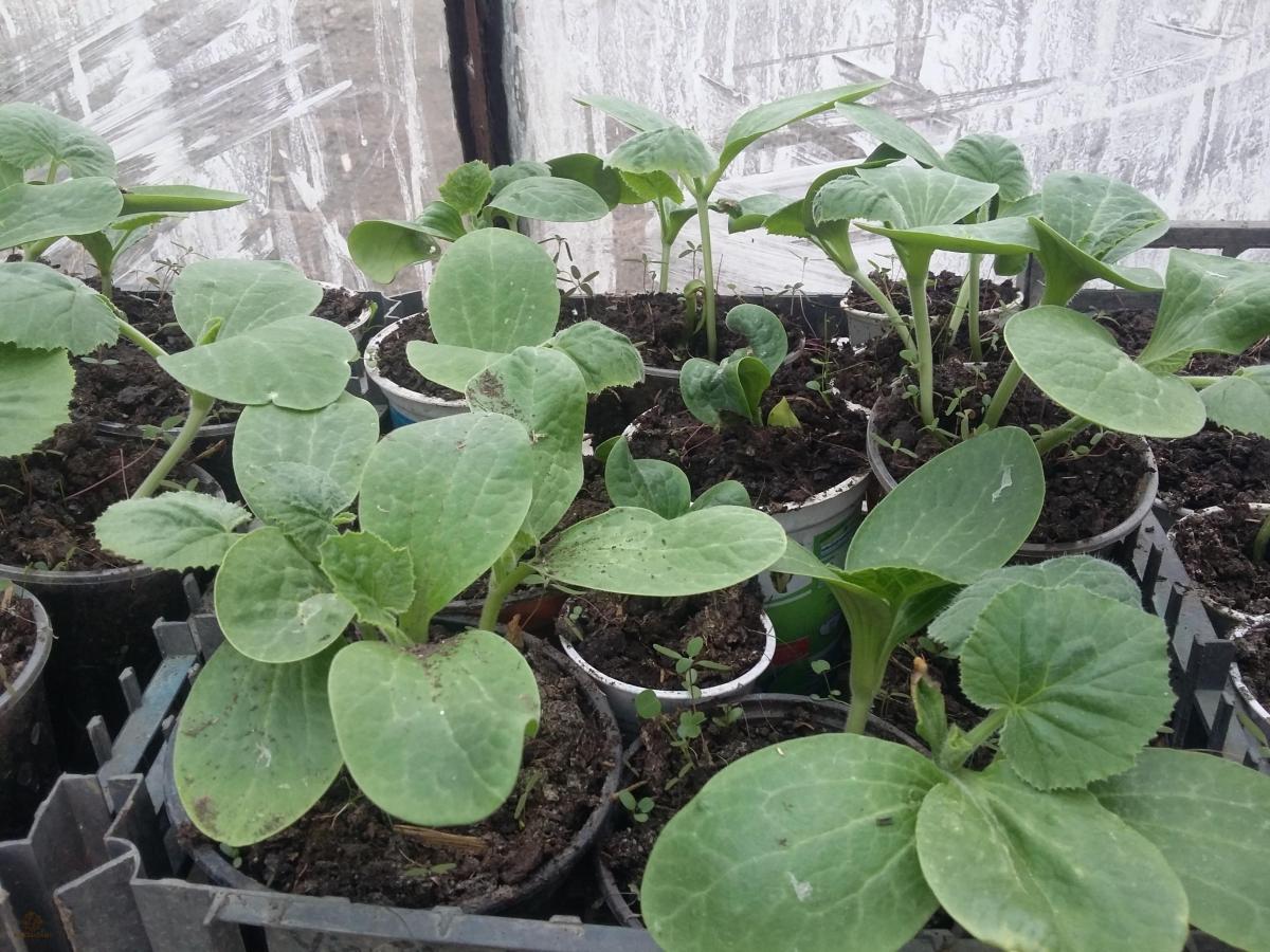 Rasaduri de Dovlecei