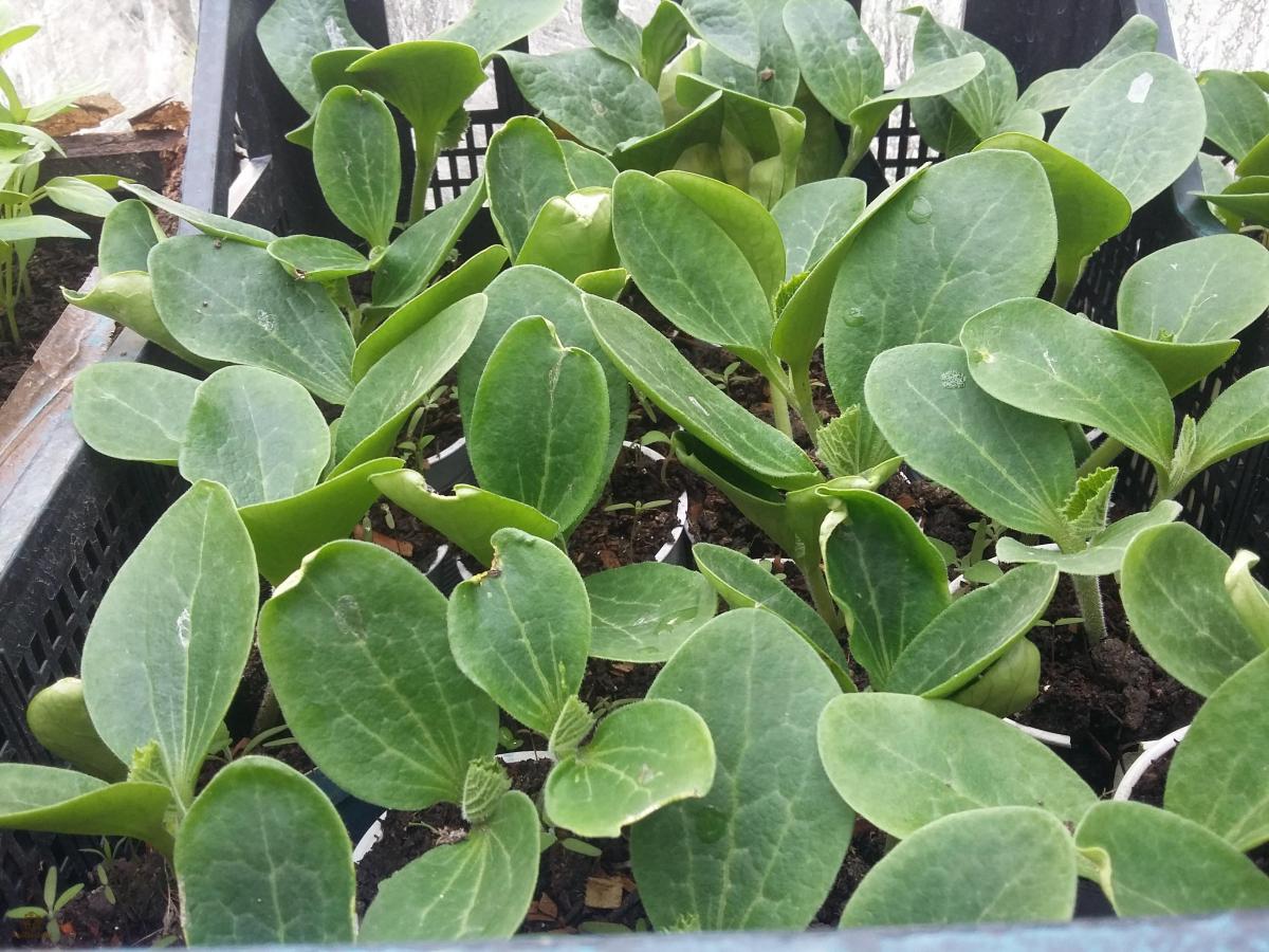 Rasaduri de Castraveti